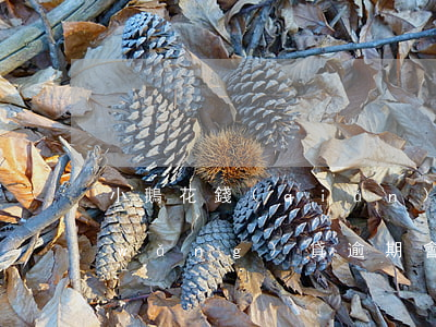小鵝花錢(qián)逾期后果（小鵝花網(wǎng)貸逾期會(huì)被起訴嗎）