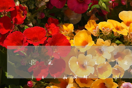 小鵝花錢(qián)逾期額度被凍結(jié)如何解凍-小鵝花錢(qián)逾期額度凍結(jié)怎么解凍