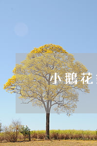 小鵝花錢信用卡有逾期能通過不