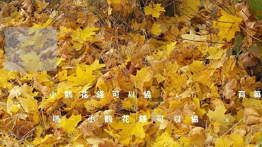 小鵝花錢可以協(xié)商每月還款一半嗎-小鵝花錢可以協(xié)商每月還款一半嗎是真的嗎