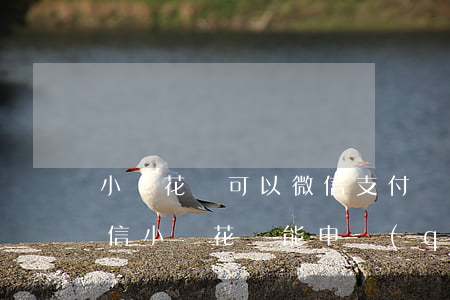 小鵝花錢可以微信支付還款嗎（支付寶逾期微信小鵝花錢能申請(qǐng)嗎）