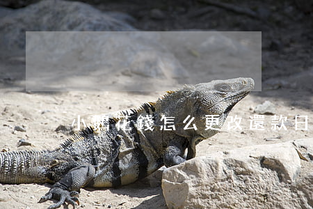 小鵝花錢怎么更改還款日期