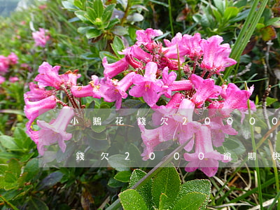 小鵝花錢欠20000逾期一年多-小鵝花錢欠2000逾期快一年了