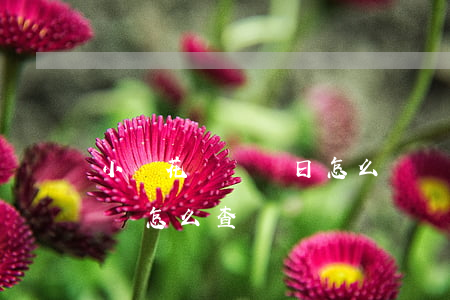 小鵝花錢賬單日怎么確認(rèn)（小鵝花錢怎么查賬單）