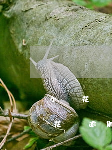 小鵝花錢逾期一天有問(wèn)題嗎(小鵝花錢逾期一天會(huì)影響征信嗎)