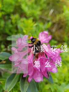 小鵝花錢逾期了有什么辦法(小鵝花錢逾期會怎么辦)
