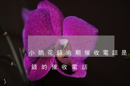 小鵝花錢逾期催收電話是什么開頭-小鵝花錢的催收電話
