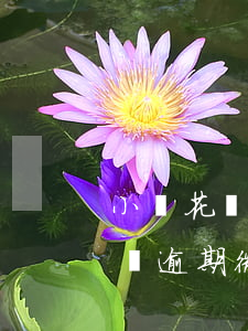 小鵝花錢逾期后微信支付還能用嗎-小鵝花錢逾期微信還能使用嗎
