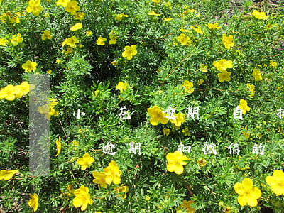 小鵝花錢逾期會自動扣微信里錢嗎-小鵝花錢逾期會扣微信的錢嗎
