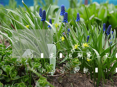 小鵝花錢逾期第二天會(huì)自動(dòng)扣款嗎(小鵝花錢還款日會(huì)自動(dòng)扣款嗎)