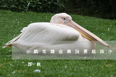 小鵝花錢逾期說要起訴(小鵝花錢逾期說要起訴我)