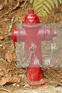 小鵝花錢逾期還清還可以再借嗎-小鵝花錢逾期還清還能用嗎