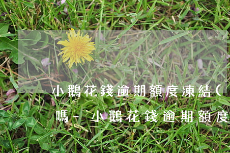 小鵝花錢逾期額度凍結(jié)還能解凍嗎-小鵝花錢逾期額度凍結(jié)怎么解凍