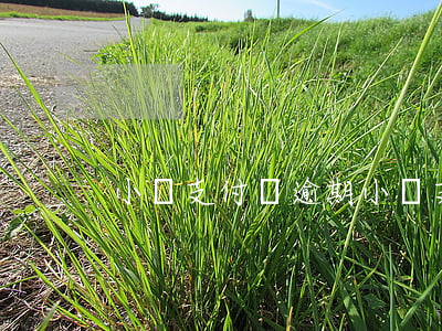 小鵬支付寶逾期(小鵬 支付寶)