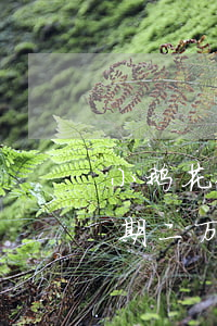小鹅花钱3000逾期半年外访(小鹅花钱逾期二万会被起诉)