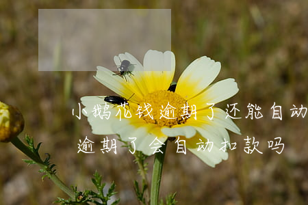小鹅花钱逾期了还能自动扣钱吗-小鹅花钱逾期了会自动扣款吗