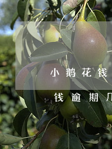 小鹅花钱逾期二百多会打联系人嘛-小鹅花钱逾期几天会打电话