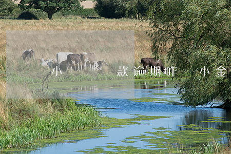 小黃魚貸款逾期咋辦(小金魚貸款逾期)