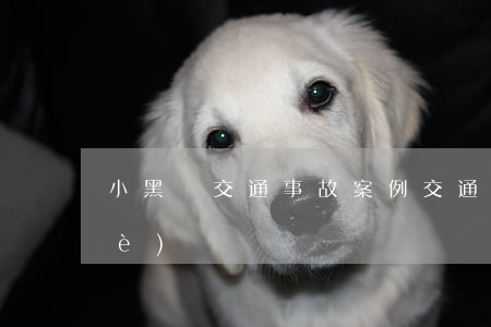 小黑說交通事故案例(交通事故案例5個(gè))