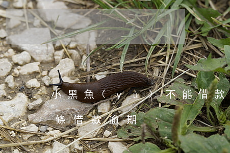 小黑魚(yú)不能借款了（小魚(yú)白條借款逾期）