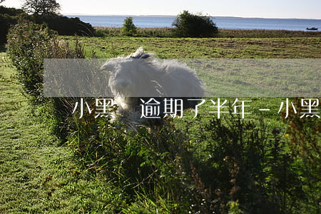 小黑魚逾期了半年-小黑魚逾期了半年