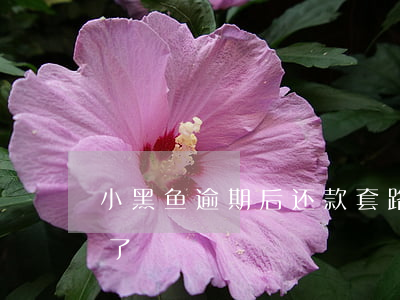 小黑鱼逾期后还款套路(小黑鱼现金贷已下线了)