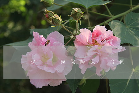 少兒終身保障保險合同