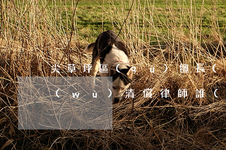 尖草坪區(qū)擅長(zhǎng)債務(wù)清償律師誰(shuí)家好-尖草坪區(qū)律師事務(wù)所