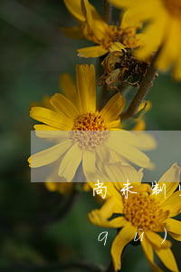 尚未制定法律法規(guī)的省自治區(qū)(尚未制定法律行政法規(guī)的,地方性法規(guī)可以設(shè)定行政許可嗎)