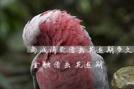 尚诚消费借去花逾期多久会上门-尚诚消费金融借去花逾期