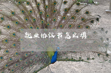 就业协议书怎么填