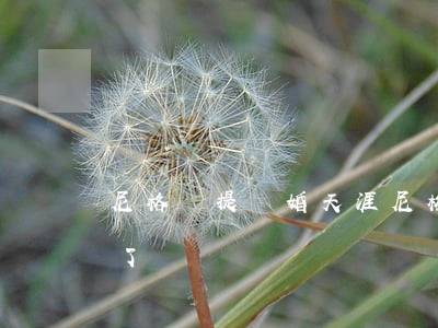 尼格買提離婚天涯(尼格買提結(jié)婚了)