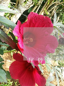 尾骨骨折最多賠幾個(gè)月醫(yī)療費(fèi)(尾骨骨折保守治療需要多少錢(qián))