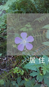 居住權可以進行轉讓或者繼承嗎