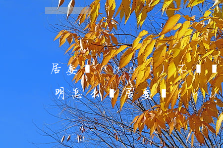 居委會(huì)不給開(kāi)繼承證明怎么辦(居委會(huì)開(kāi)繼承人證明)