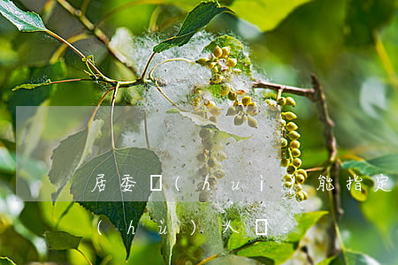 居委會(huì)能指定監(jiān)護(hù)人嗎