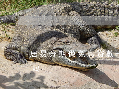 居易分期做免息贷款-居易分期贷款有利息吗