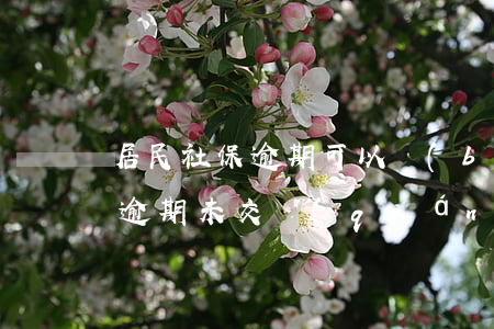 居民社保逾期可以補(bǔ)交嗎(居民社保逾期未交錢(qián)怎么辦)