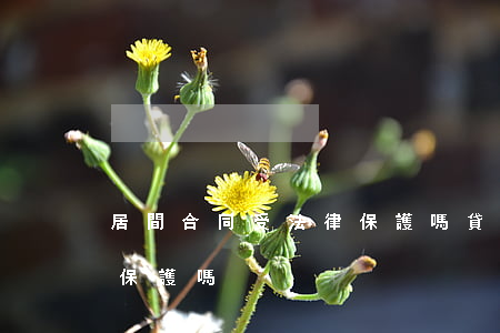 居間合同受法律保護嗎(貸款居間合同受法律保護嗎)