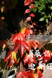 屏蔽信用卡逾期还款可以协商吗 屏蔽信用卡逾期还款可以协商吗