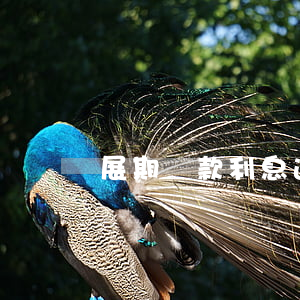 展期貸款利息逾期一次(展期貸款期限)