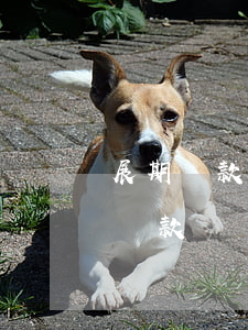 展期貸款屬于逾期貸款嗎(展期貸款屬于逾期貸款嗎)