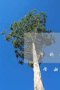 屬牛的和屬虎的結婚都離婚了嗎(屬牛和屬虎的婚姻怎么樣什么年結婚)