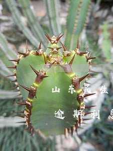 山东民生银行逾期还不上会起诉吗 民生银行逾期利息是多少