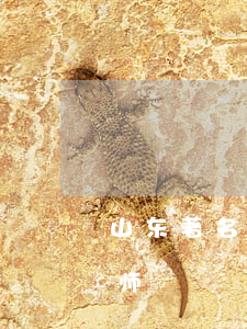 山东著名刑事辩护律师(山东济南有名刑事律师)