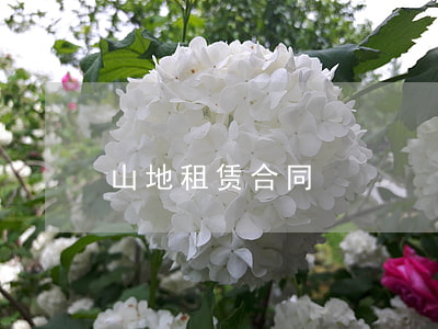 山地租赁合同