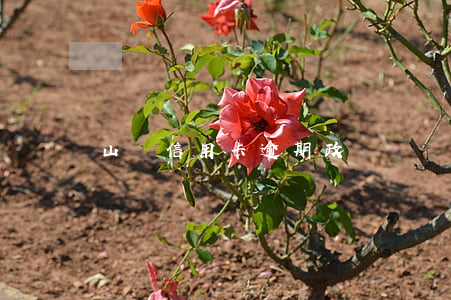 山東信用卡逾期政審