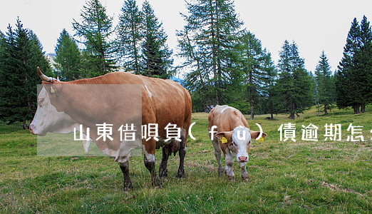 山東借唄負(fù)債逾期怎么辦