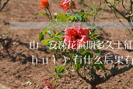 山東安逸花逾期多久上征信(安逸花逾期會(huì)有什么后果?,有獎(jiǎng)問(wèn)答)