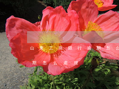 山東工商銀行逾期怎么處理(山東工商銀行逾期怎么處理)